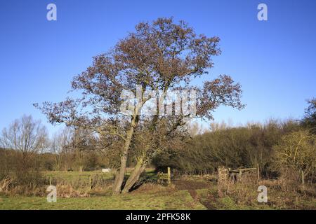 Gemeine Erle (Alnus glutinosa), die auf einer nicht kultivierten Feuchtwiese wächst, River Dove, Thornham Magna, Suffolk, England, Vereinigtes Königreich Stockfoto