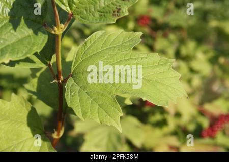 Guelder Rose (Viburnum opalus) – Nahaufnahme des Anbaus in Hedgerow, Mendlesham, Suffolk, England, Vereinigtes Königreich Stockfoto