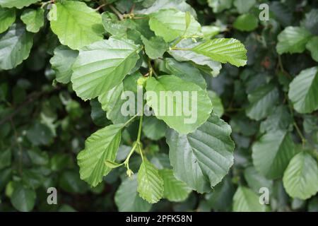 Schwarzerle (Alnus glutinosa) Nahaufnahme der Blätter, die am Flussufer, River Rattlesden, Stowmarket, Suffolk, England, wachsen Vereinigtes Königreich Stockfoto