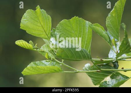 Gemeine Alder (Alnus glutinosa) Nahaufnahme der Blätter, Askham Bog, North Yorkshire, England, Vereinigtes Königreich Stockfoto