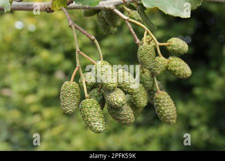 Schwarzerle (Alnus glutinosa), Nahaufnahme von Zapfen, die in Hecken neben Graben wachsen, Mendlesham, Suffolk, England, Vereinigtes Königreich Stockfoto