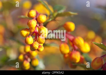 Darwins darwin's Barberry (Berberis darwinii) – Nahaufnahme von Blütenknospen im Garten, Powys, Wales, Großbritannien Stockfoto