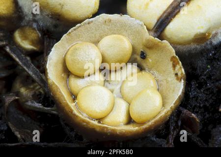 Field Bird's Nest Pilz (Crucibulum laeve) fruchtbarer Körper, „Plash Cup“ nach dem Abnehmen der Kappe, um peridiole Sporen Kapseln im Inneren zu enthüllen, angepasst für Stockfoto