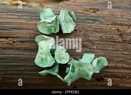 Green Wood Cup (Chlorociboria aeruginascens) Fruiting Bodies, Wiltshire, England, Vereinigtes Königreich Stockfoto