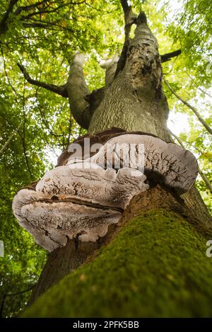 Fruchtkörper von Künstlerpilzen (Ganoderma applanatum), die auf einem Stamm Kupferbuche (Fagus sylvatica) im Wald in Kent, England wachsen Stockfoto