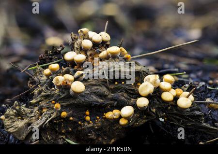 Field Bird's Nest Pilz (Crucibulum laeve) Fruchtkörper, die auf verrottendem Holz wachsen, Sir Harold Hillier Gardens, Romsey, Hampshire, England, United Stockfoto