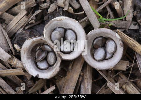 Pilz des Field Bird's Nest (Crucibulum laeve) Fruchtkörper, „Plashbecher“ mit peridiolen Sporenkapseln, angepasst für Sporenverteilung durch Regentropfen Stockfoto