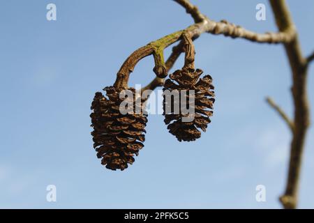 Schwarzerle (Alnus glutinosa) Nahaufnahme einer Frucht, Thornham Magna, Suffolk, England, Vereinigtes Königreich Stockfoto