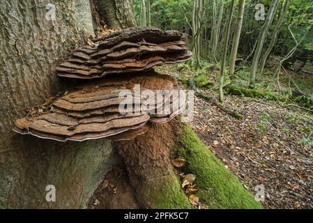 Fruchtkörper des Künstlerpilzes (Ganoderma applanatum), der am Stamm der Kupferbuche (Fagus sylvatica) im Wald, Kent, wächst Stockfoto