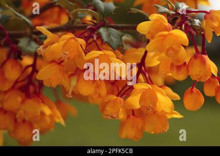 Darwins darwin's Barberry (Berberis darwinii) – Nahaufnahme von Blumen im Garten, Powys, Wales, Großbritannien Stockfoto