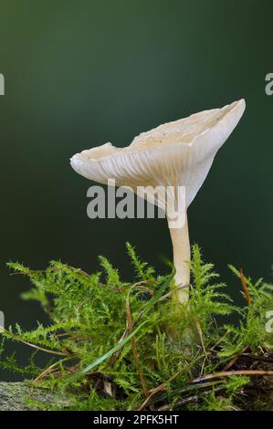 Common Funnel (Clitocybe gibba) Cap Fruiting Body, Growing among Moss, Clumber Park, Nottinghamshire, England, Vereinigtes Königreich Stockfoto