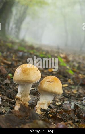 Orangengrisette (Amanita crocea) Fruchtkörper, der entlang einer Waldstrecke in nebligen Buchenholz, King's Wood, Challock, North Downs, Kent wächst Stockfoto