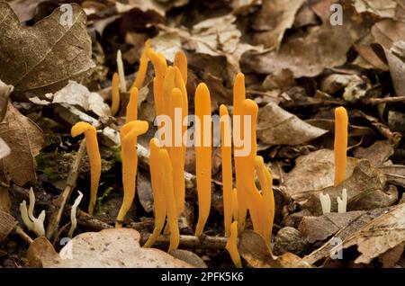 Yellow Club Pilz (Clavulinopsis helvola) Fruchtkörper, die unter Laubstreu wachsen, Langley Wood National Nature Reserve, Wiltshire, England Stockfoto