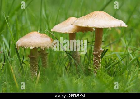Erdige Powdercap (Cystoderma amianthinum) Fruchtkörper, die im Gras wachsen, Clumber Park, Nottinghamshire, England, Vereinigtes Königreich Stockfoto
