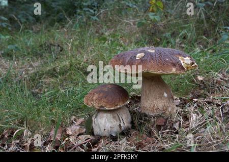 (Boletus edulis), Pilz, Cep Two Fruiting bodies, Growing in Buche Woodland, Leicestershire, England, Vereinigtes Königreich Stockfoto