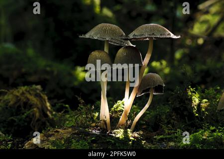 Glistening Inkcap (Coprinellus micaceus) Fruchtkörper, die unter Moos im Sonnenlicht wachsen, Sevenoaks Wildlife Reserve, Kent, England, United Stockfoto