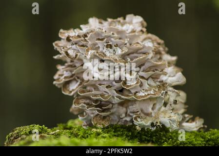 Maitake, Blattspore, Spatel Porling, maitake, Pilze, Huhn-der-Wälder (Grifola frondosa) Fruchtkörper, Klumpen, die auf Baumstumpf wachsen, Kent Stockfoto