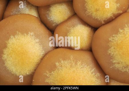 Sheathed Woodtuft (Kuehneromyces mutabilis) Fruiting bodies, Nahaufnahme von Caps, Leicestershire, England, Vereinigtes Königreich Stockfoto