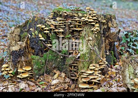 Honighonigpilz (Armillaria mellea) Fruchtkörper, der auf faulem Stumpf wächst, Buckholt-Holz, Cotswolds, Gloucestershire, England, Herbst Stockfoto