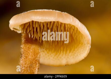 Pinecone Pilze (Auriscalpium vulgare) Fruchtkörper, Nahaufnahme der Unterseite der Kappe mit „Zähnen“, Clumber Park, Nottinghamshire, England, United Stockfoto