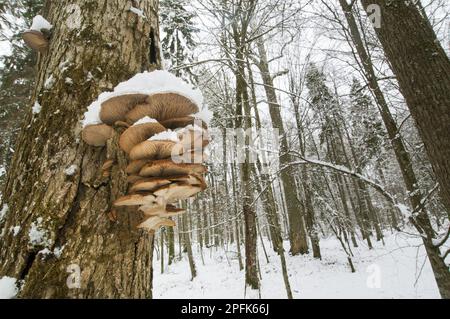 Fruchtkörper der Austernpilze (Pleurotus ostreatus), die am Stamm eines Baumes in einem schneebedeckten Urwaldlebensraum, Bialowieza, wachsen Stockfoto
