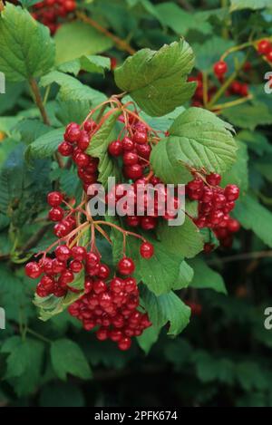 Trilobum, amerikanischer Cranberrybusch (Viburnum guelder Rose (Viburnum opulus), Familie Muskweed, American Highbush Cranberry Nahaufnahme von Beeren (U.) S.A. Stockfoto