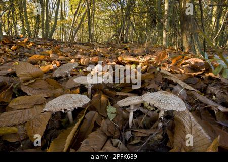 Shaggy Parasol (Macrolepiota rhacodes) Fruchtkörper, die in Laubstreu in Laubwäldern wachsen, Ranscombe Farm Plantlife Reserve Stockfoto