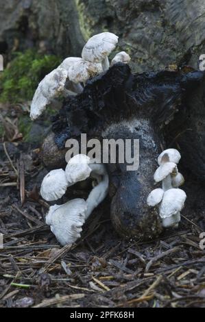 Seidenpilz (Asterophora parasitica) Fruchtkörper, parasitäre Arten, die auf Resten von Russula, Bacton Wood, Witton, Norfolk wachsen Stockfoto