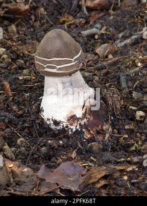 Parasol Mushroom (Macrolepiota procera) Fruchtkörper, Frühstadium, wächst zwischen verwesenden Blättern auf dem Waldboden, Leicestershire, England Stockfoto