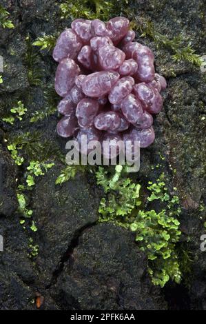 Purple Jellydisc (Ascocoryne sarcoides) Fruiting Bodies, Leicestershire, England, Vereinigtes Königreich Stockfoto