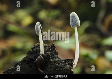 Hare's foot Inkcap (Coprinopsis lagopus) zwei Fruchtkörper, die im Schlamm wachsen, Anston Stones Wood, South Yorkshire, England, Vereinigtes Königreich Stockfoto