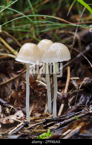 Yellowleg Bonnet (Mycena epipterygia) drei Fruchtkörper, die in der Laubstreu wachsen, Clumber Park, Nottinghamshire, England, Vereinigtes Königreich Stockfoto