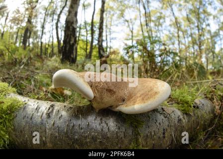 Birch Polypore (Piptoporus betulinus) Fruiting body, growing on Falled Silver Birch (Betula pendula), Cannock Chase, Staffordshire, England, United Stockfoto