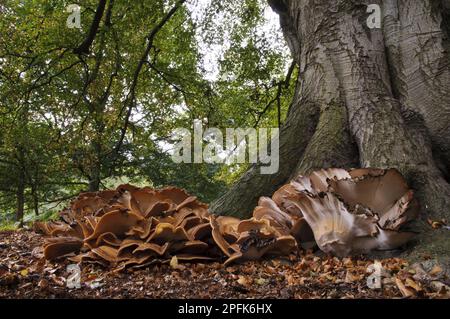 Riesen-Polypore (Meripilus giganteus) Fruchtkörper, große Ansammlung, die am Fuß des reifen Baumes der Gemeinen Buche (Fagus sylvatica) wächst, Clumber Park Stockfoto