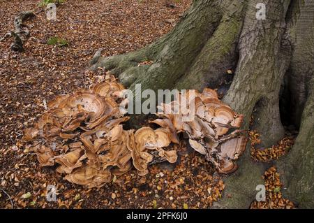 Riesen-Polypore (Meripilus giganteus) Fruchtkörper, große Ansammlung, die am Fuß des reifen Baumes der Gemeinen Buche (Fagus sylvatica) wächst, Clumber Park Stockfoto