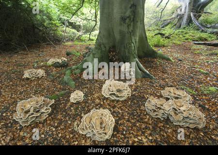 Riesen-Polyporen (Meripilus giganteus) Fruchtkörper, Tufte, die am Fuß der Kupferbuche (Fagus sylvatica) in Wäldern, Kent, England, Groß wachsen Stockfoto