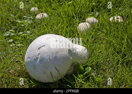 Riesenpuffer (Langermannia gigantea) Fruchtkörper, der auf einer Wiese wächst, Sussex, England, Vereinigtes Königreich Stockfoto