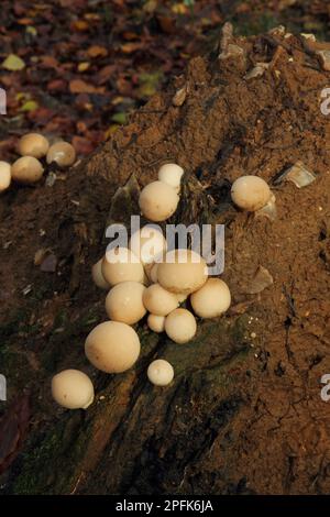 Birnenstaeubling, Birnen-Staeubling, Pilze, Stumpf Puffball (Lycoperdon pyriforme) Fruchtkörper, die auf faulen Baumstümpfen im Wald in England wachsen Stockfoto