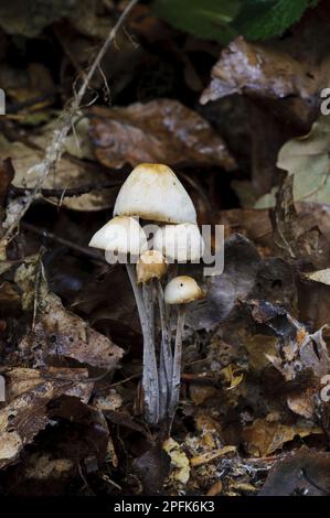 Clustered Toughshank (Collybia confluens) Fruchtkörper, die unter Laubstreu wachsen, Clumber Park, Nottinghamshire, England, Vereinigtes Königreich Stockfoto