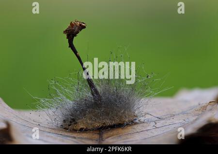 Haubenschimmelpilze (Spinellus fusiger), haarartige sporangiophore Filamente, die aus den Kiemen eines parasitisierten Pilzes, Clumber Park, wachsen Stockfoto