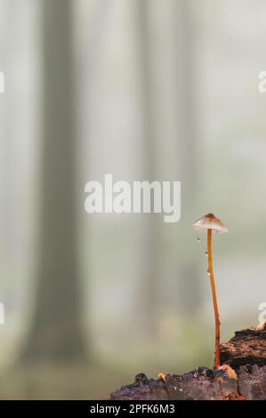 Saffrondrop-Haube (Mycena crocata) Fruchtkörper, wächst in nebeligem Buchenholz, King's Wood, Challock, North Downs, Kent, England, Vereinigtes Königreich Stockfoto