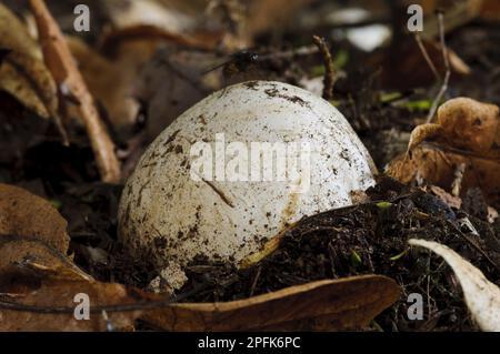 Gewöhnliches Stinkhorn (Phallus impudicus), unreifes fruchtbares „Ei“, das durch die Blattform drückt, Clumber Park, Nottinghamshire, England, United Stockfoto