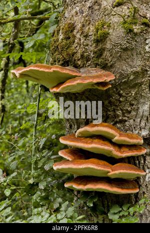 Südlicher Bracket (Ganoderma adspersum) Fruchtkörper, die auf Eschestrümpfen wachsen, Frankreich Stockfoto