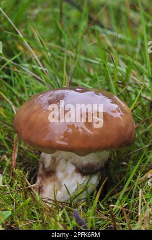 Slippery Slippery Jack (Suillus luteus), feuchter Fruchtkörper, wächst im Grasland, Clumber Park, Nottinghamshire, England, Vereinigtes Königreich Stockfoto