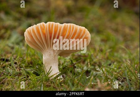 Meadow Waxcap (Hygrocybe pratensis) Fruchtkörper, wächst in altem Weideland, Emery Down, New Forest, Hampshire, England, Vereinigtes Königreich Stockfoto