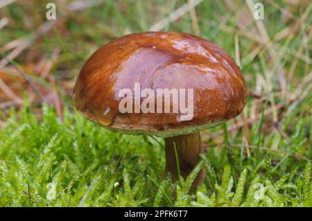 Slippery Slippery Jack (Suillus luteus), feuchter Fruchtkörper, wächst unter Moos, Clumber Park, Nottinghamshire, England, Vereinigtes Königreich Stockfoto