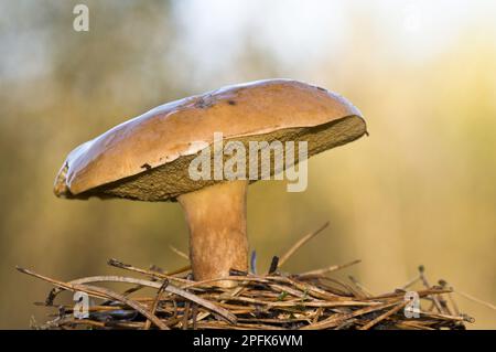 Fruchtkörper von Bovine Bolete (Suillus bovinus), der unter gefallenen Piniennadeln wächst, Brede High Woods, West Sussex, England, Vereinigtes Königreich Stockfoto