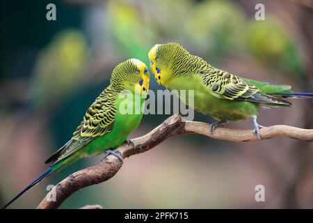 Wellensittich (Melopsittacus undulatus), männliche Erwachsene, Australien Stockfoto