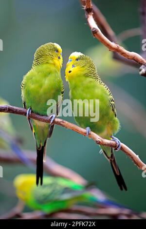 Wellensittich (Melopsittacus undulatus), männliche Erwachsene, Australien Stockfoto