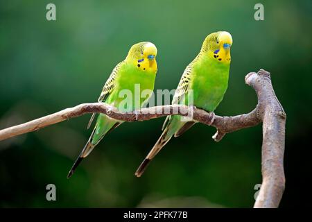 Wellensittich (Melopsittacus undulatus), männliche Erwachsene, Australien Stockfoto